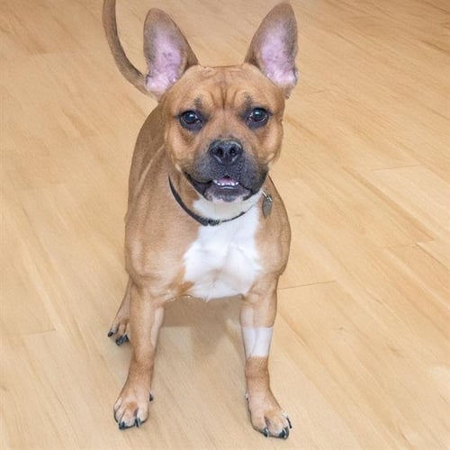 BUDDEE - Pit Bull Terrier / French Bulldog available for adoption