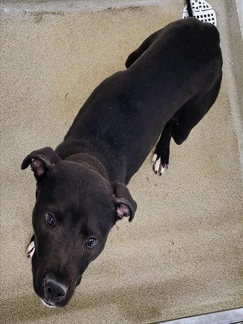 HOLDEN - Pit Bull Terrier available for adoption