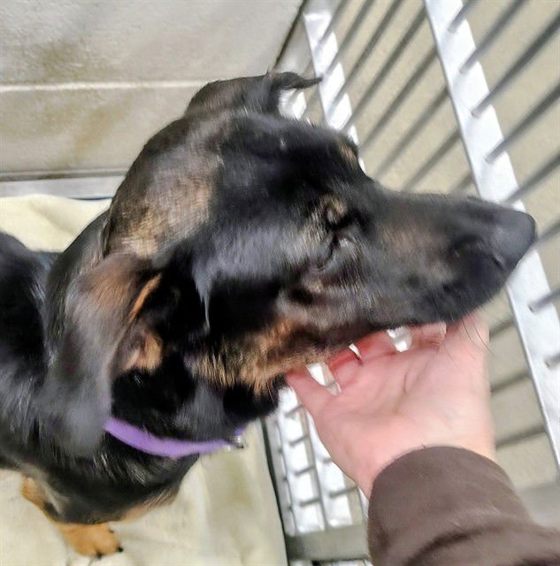 VLAD - Australian Shepherd available for adoption