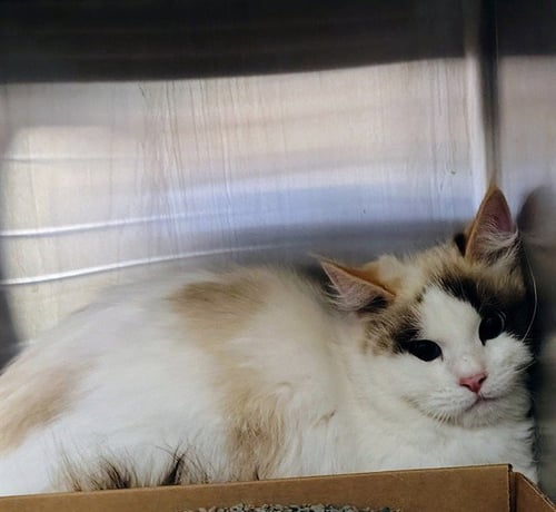 ROSALINA - Ragdoll available for adoption