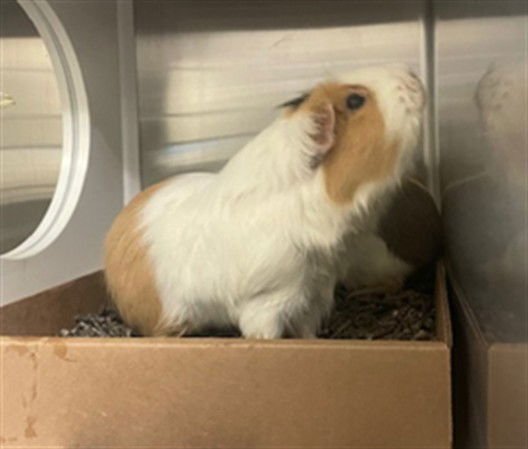 STRAWBERRY - Guinea Pig available for adoption