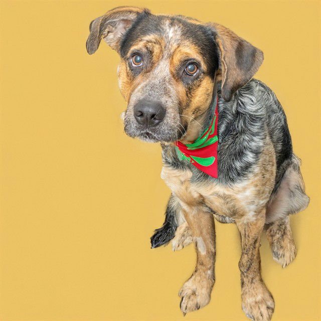 BENTLEY - Australian Cattle Dog/Blue Heeler available for adoption