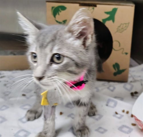 DENMARK - Domestic Short Hair available for adoption