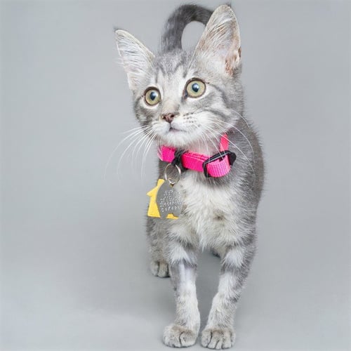 DENMARK - Domestic Short Hair available for adoption