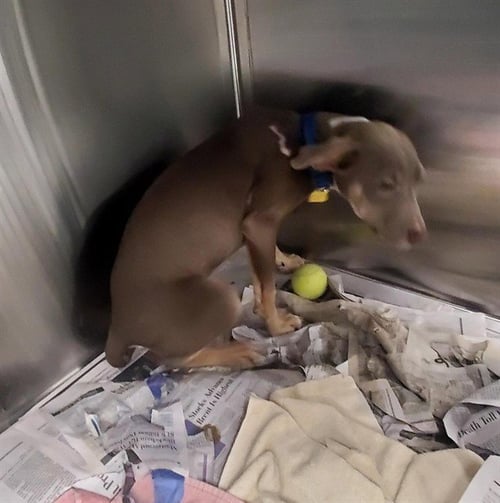 MERCEDES - Doberman Pinscher available for adoption