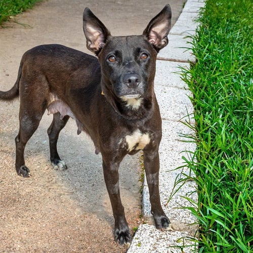 SAGE - Pit Bull Terrier for adoption in St. Louis