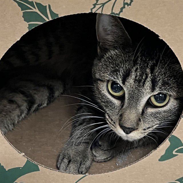 LADY - Domestic Short Hair available for adoption