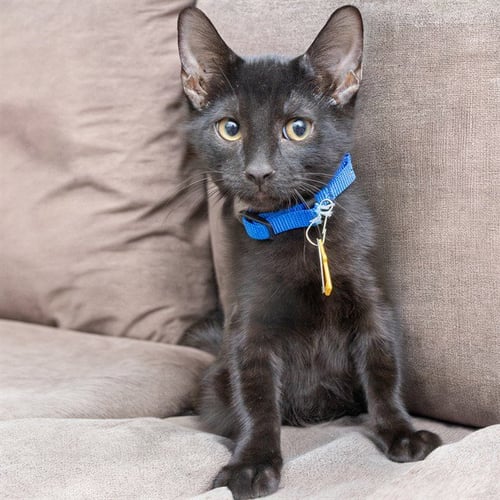 MR CHEESE - Domestic Short Hair available for adoption