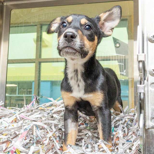 LAMBERT - Australian Cattle Dog/Blue Heeler / Catahoula Leopard Dog available for adoption