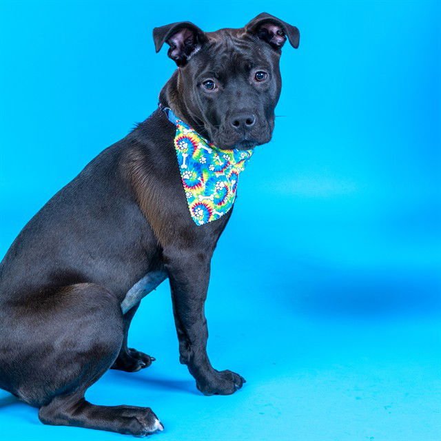 ANNIE - Pit Bull Terrier available for adoption