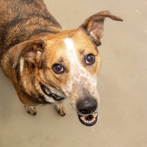 LADY MAE - Australian Cattle Dog/Blue Heeler available for adoption
