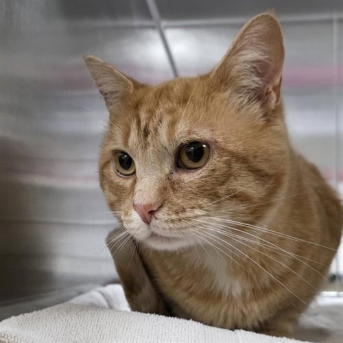 EOMER - Domestic Short Hair available for adoption