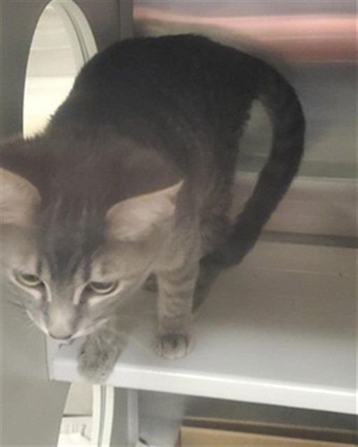 STAR - Domestic Short Hair available for adoption