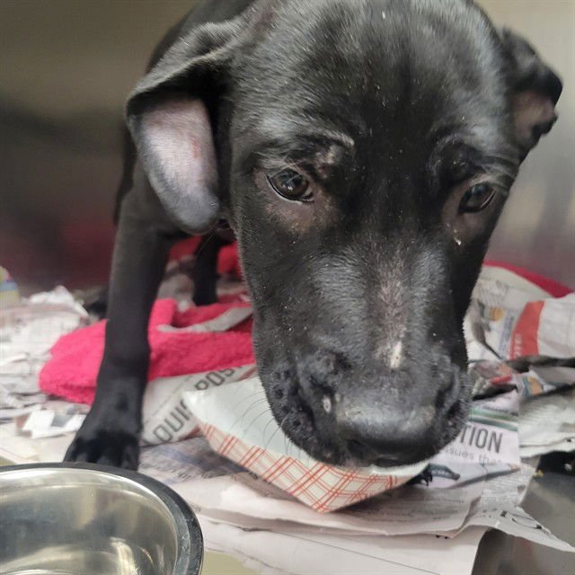 LOVEBUG - Pit Bull Terrier / Labrador Retriever available for adoption