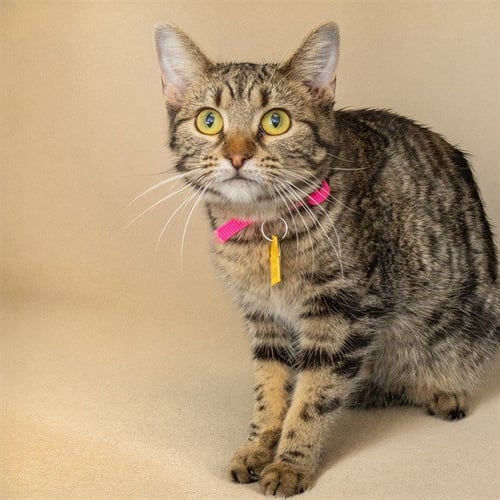 STAR - Domestic Short Hair available for adoption