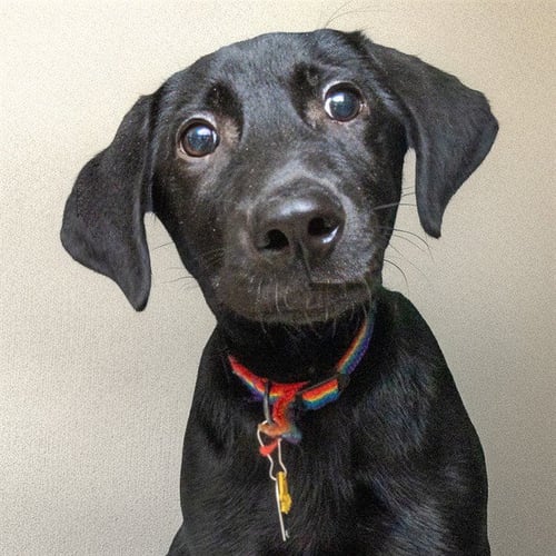 TEDDY - Labrador Retriever available for adoption