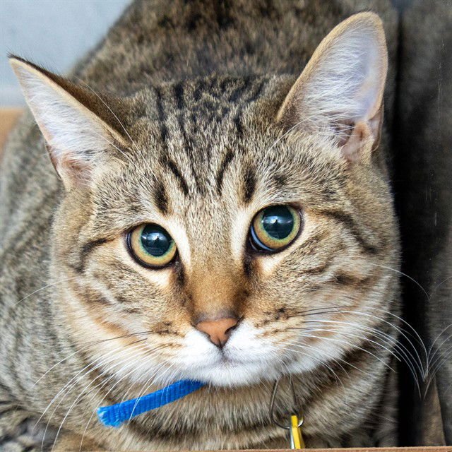 PEANUT - Domestic Short Hair available for adoption