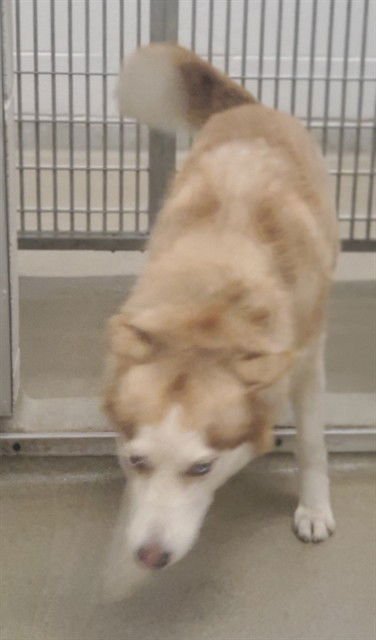 RUBY - Siberian Husky available for adoption