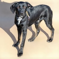 DUKE - Photo 1