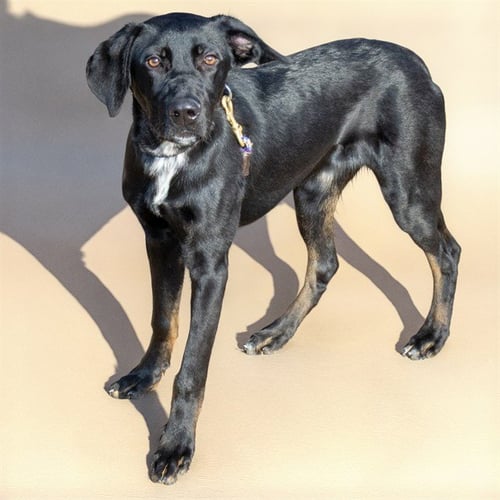 DUKE - Labrador Retriever / Great Dane for adoption in St. Louis