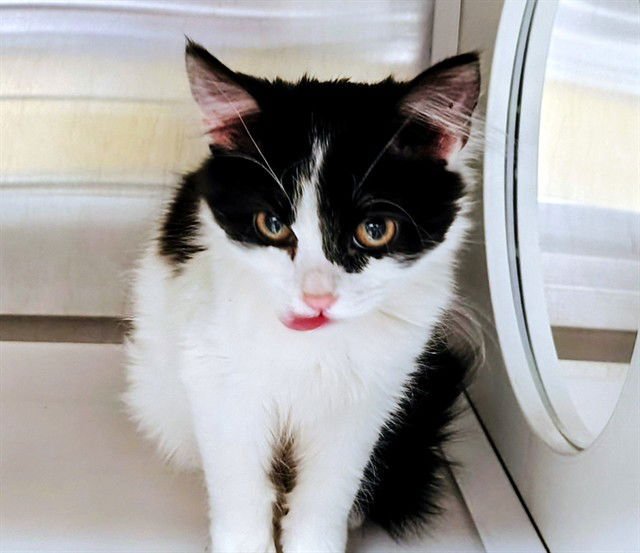 KONIGAN - Domestic Medium Hair available for adoption