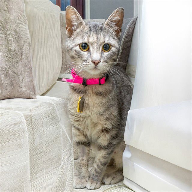 NESSA - Domestic Short Hair available for adoption