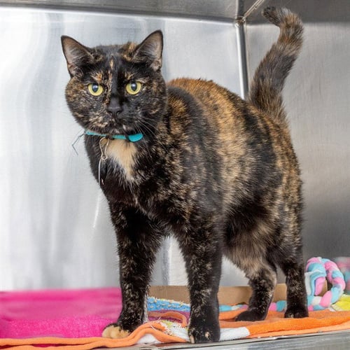 AUTUMN - Domestic Short Hair available for adoption