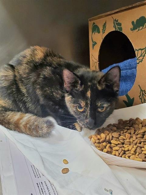 AUTUMN - Domestic Short Hair available for adoption
