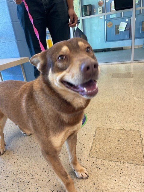 STORM - Siberian Husky available for adoption