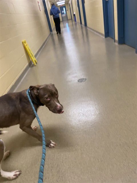 MIM - Labrador Retriever available for adoption