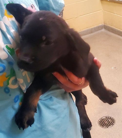 EFFIE - German Shepherd Dog available for adoption
