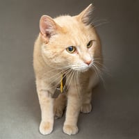 HEMMINGWAY - Photo 1