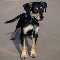 CHIP - Photo 1