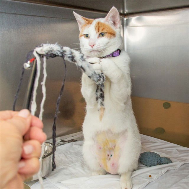 SALAD - Domestic Short Hair available for adoption