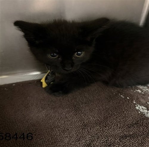 CHER - Domestic Short Hair available for adoption