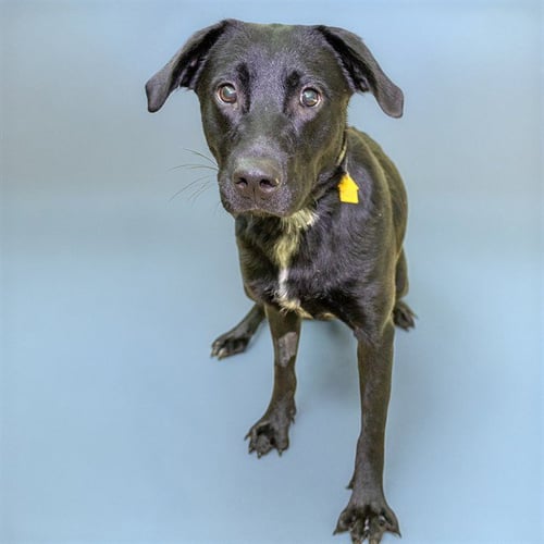 WIMPY - Labrador Retriever available for adoption