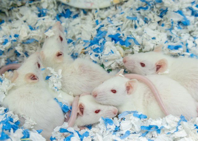 VANILLA - Rat available for adoption