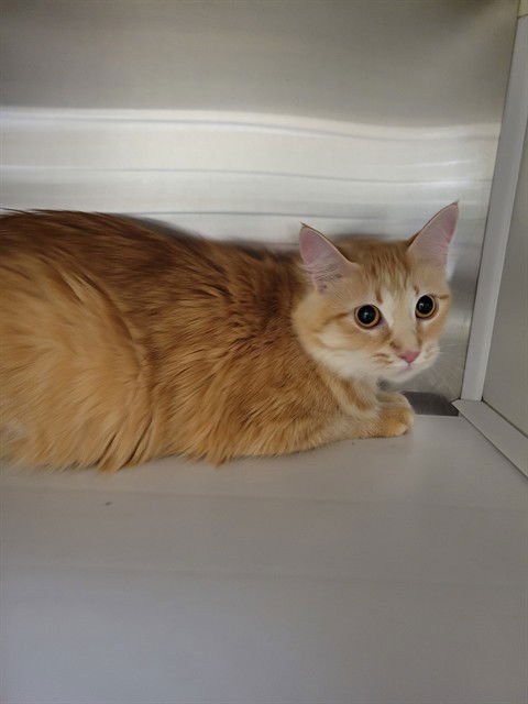 TOMATO SOUP - Domestic Medium Hair available for adoption