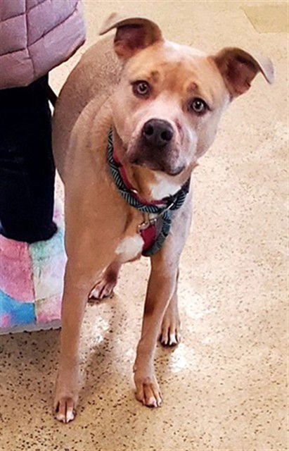 LILLY - Labrador Retriever available for adoption