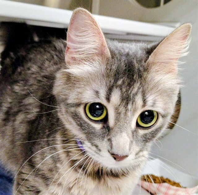 PHO - Domestic Long Hair available for adoption