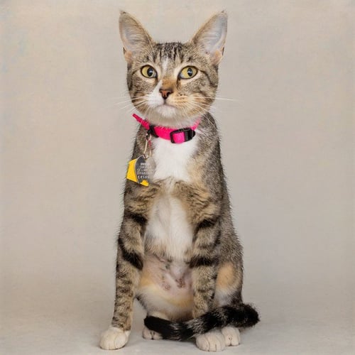 CELLO - Domestic Short Hair available for adoption