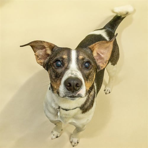 JEREMIAH - Australian Cattle Dog/Blue Heeler available for adoption