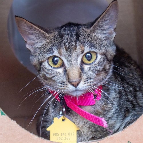 BIRDY - Domestic Short Hair available for adoption