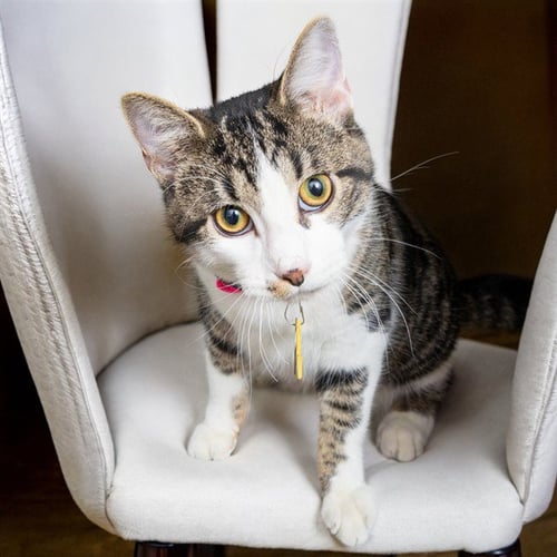 OOGIE BOOGIE - Domestic Short Hair available for adoption
