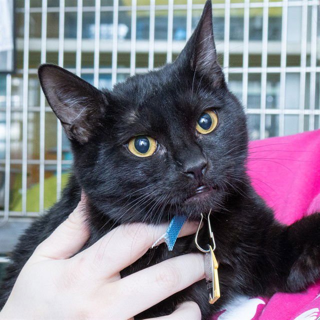 HONEY BADGER - Domestic Short Hair available for adoption