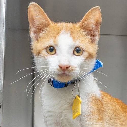 EDGAR LINTON - Domestic Short Hair available for adoption