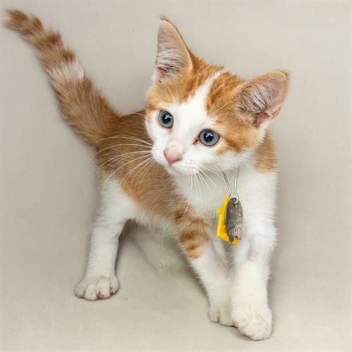 CUDDLES - Domestic Short Hair available for adoption