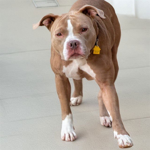 REMY - Pit Bull Terrier available for adoption