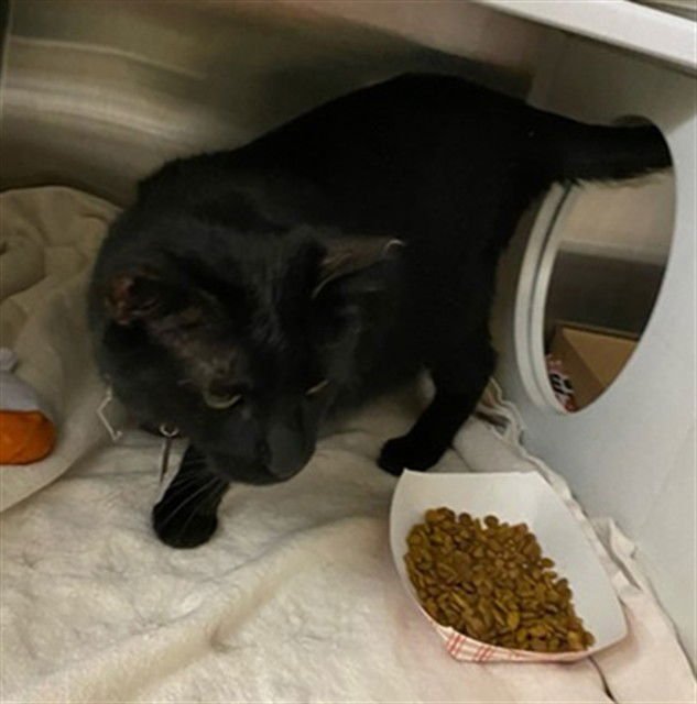 ROCKY - Domestic Short Hair available for adoption