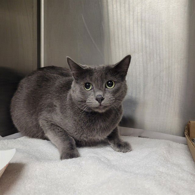 BORGIA - Domestic Short Hair available for adoption